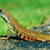 common_butterfly_lizard_5399.jpg