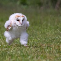 babybarnowl-800x533.jpg