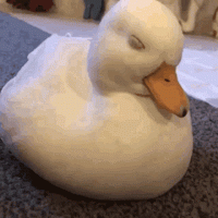 sleepy-duck.gif