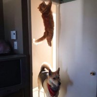 Ninja cat 3.jpg