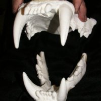 bengal-tiger-jaws-teeth-cast_1_5bcd20eff0c1caef5ca8f76e23586dc6.jpg