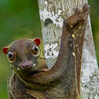 Malayan-colugo-Galeopterus-variegatus.jpg