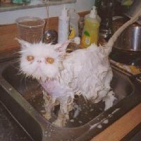 Angry%20Wet%20Cat.jpg