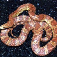 cornsnake.jpg