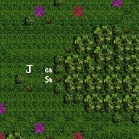 Grove1.jpg