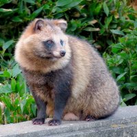 1280px-Tanuki_in_Higashiyama_Zoo_-_2.jpg