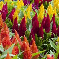 Celosia-Extra-Dwarf-Kewpie-Mix1-e1552098376728.jpg