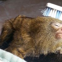 pygmymarmosetwtoothbrush.jpg