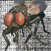 giant fly shrunk.png