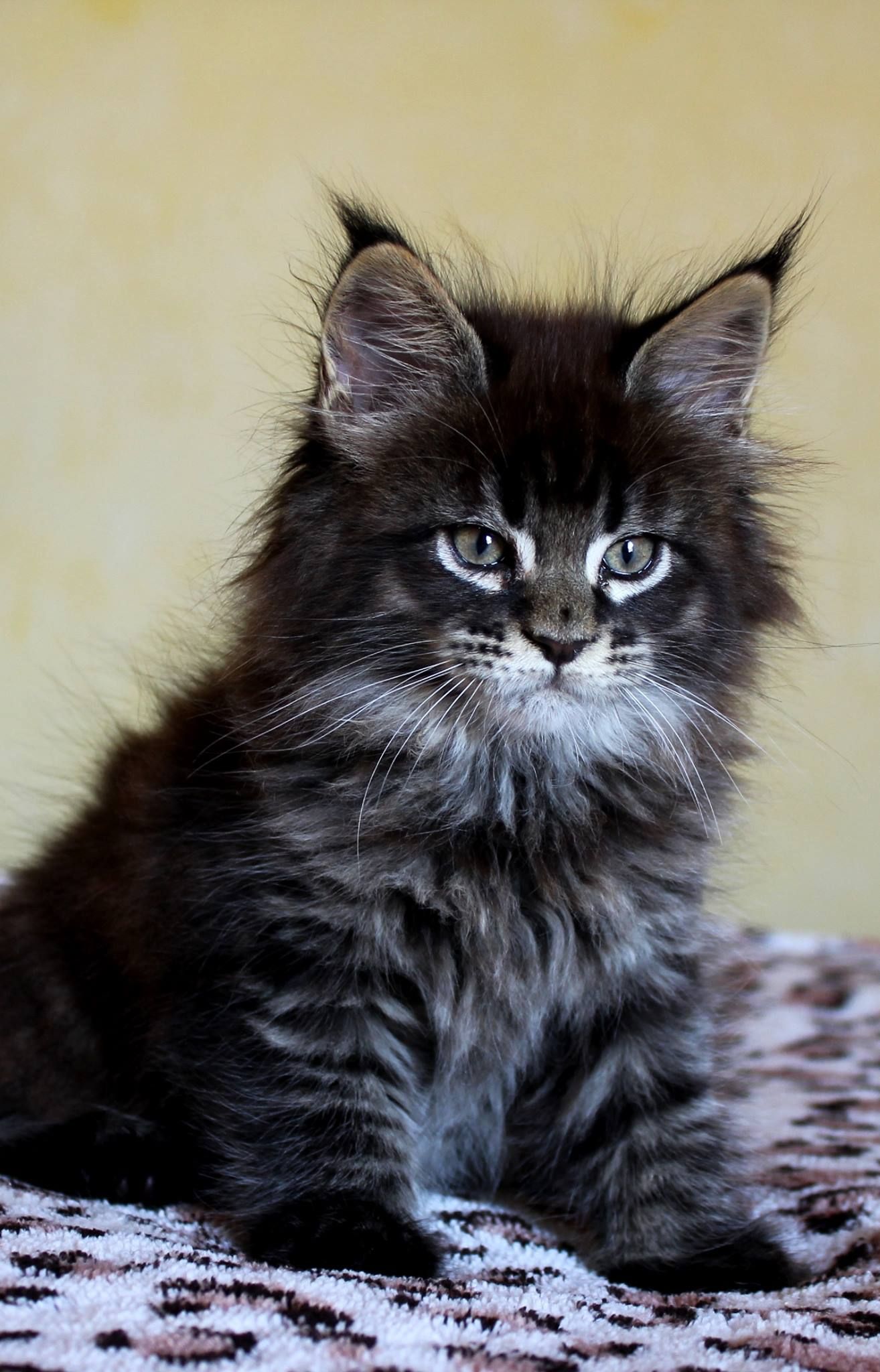 10 Cats who made Hilariously Poor Decisions - This Way Come.jpeg