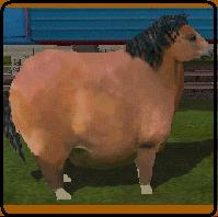 10x10 horse.JPG