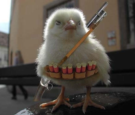 110-chick.jpg