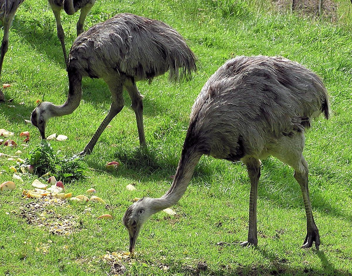 1200px-Greater_rhea_pair_arp.jpg