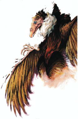 18. Aarakocra 1995 - Dark Sun Monstrous Compendium II.png