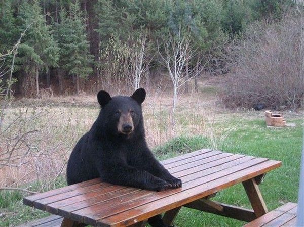 35b8c28c381802899f725ffa58c132c3--picnic-baskets-picnic-table.jpg