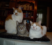 3boys.jpg