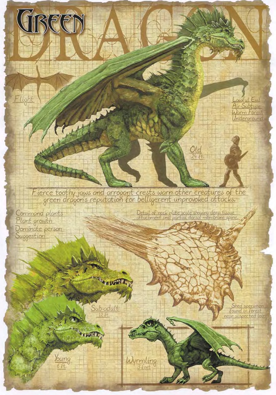 3E Green Dragon ages.jpg