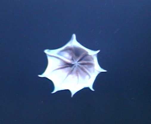 42webbed%20octopus.jpg