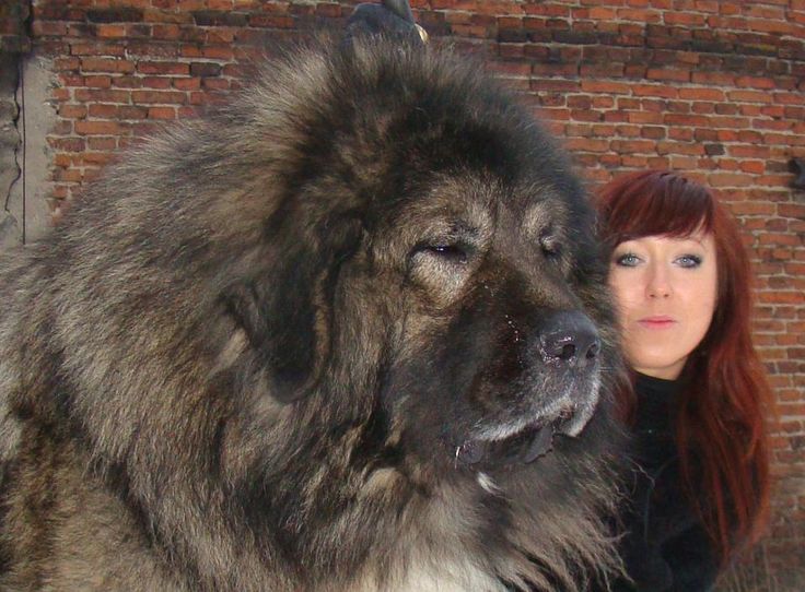 120 Best Russian Caucasian Mountain Dog ideas