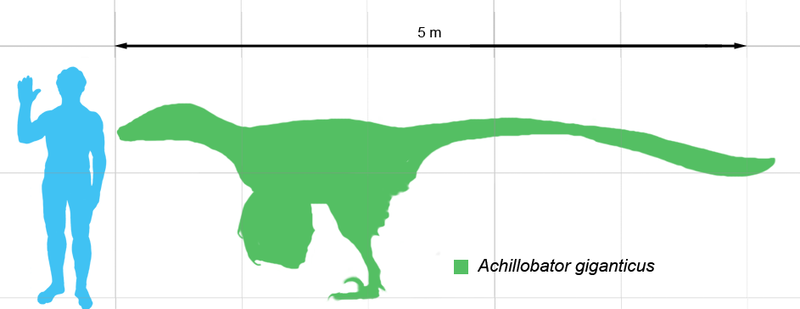 800px-Achillobator_scale.png