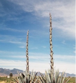 Agave1.jpg