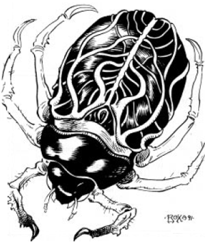 AGONY BEETLE.gif