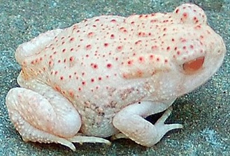 Albino Frog 001.jpg