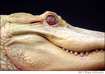 albino1.jpg
