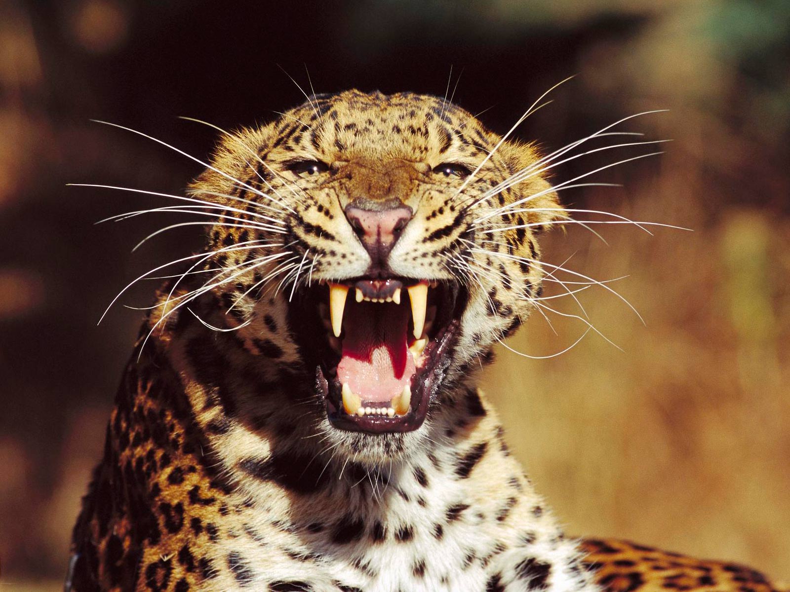amur-leopard-101.jpg