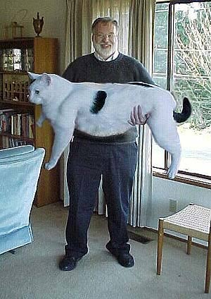 animaux_01.jpg