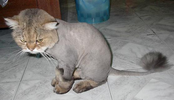 annoyed%20cat.jpg