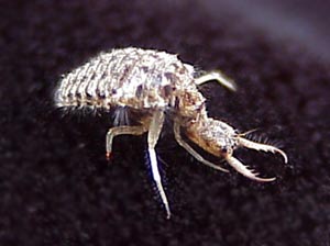antlion_larva01.jpg