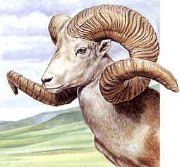 argali.jpg