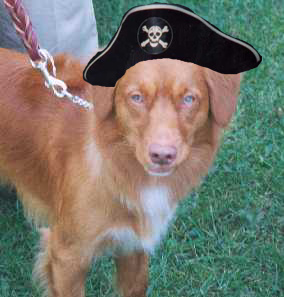 argopirate.jpg