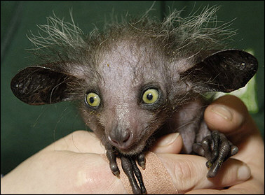 aye-aye.jpg