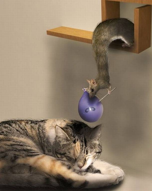 B. rat vs P. cat.jpg