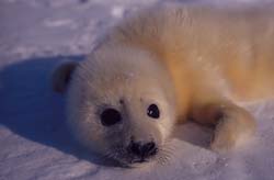 baby seal.jpg