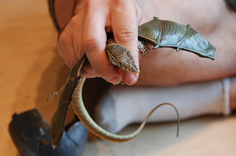 Baby_dragon-01.jpg