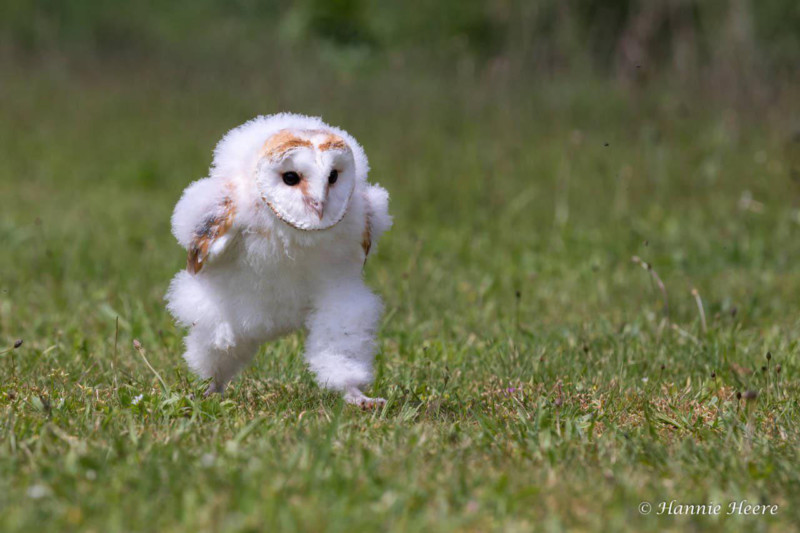 babybarnowl-800x533.jpg