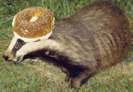 badger.jpg