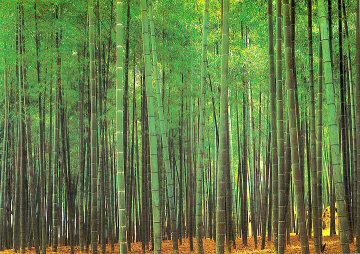 bambooforest.jpg