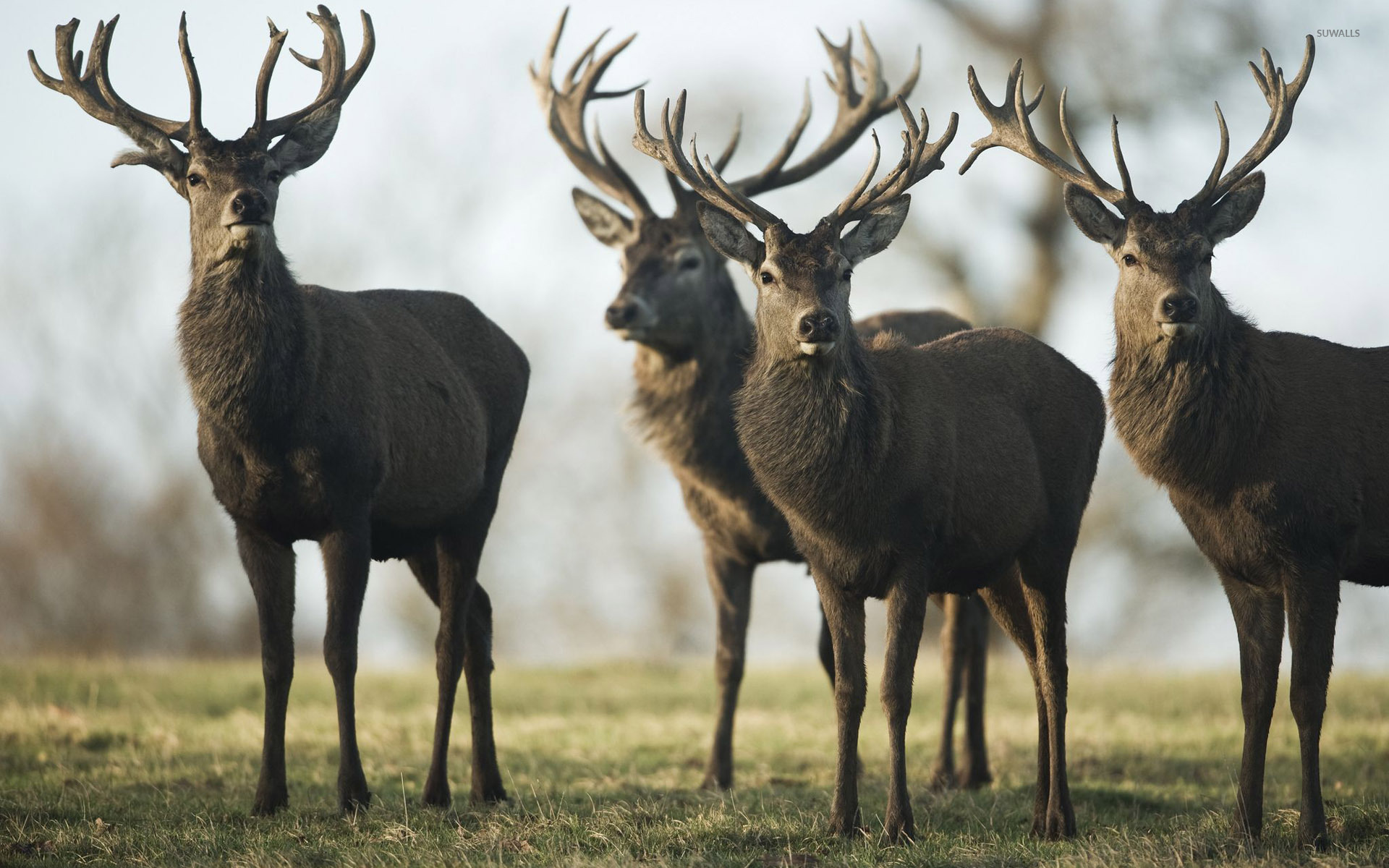 beautiful-stags-on-the-field-49063-1920x1200.jpg