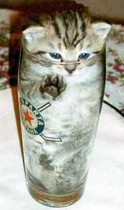 beercat.jpg