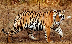 Bengal-Tiger.jpg