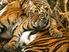 bengal tiger-Nat. Geo.jpg