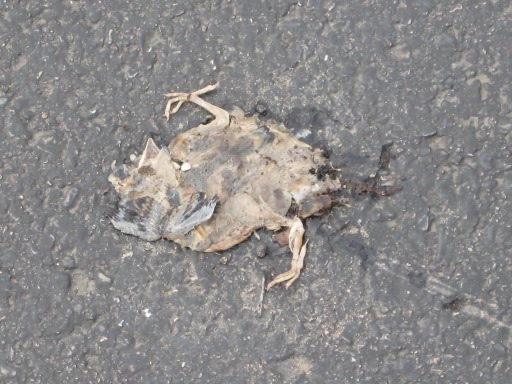 BirdSmear.jpg