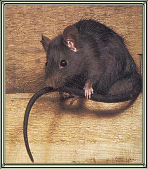 blackrat.jpg