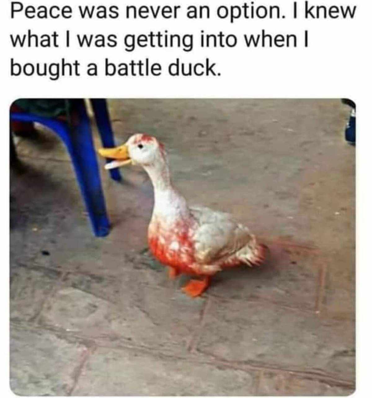 bloody duck.jpg