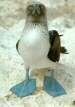 blue_footed_boobie.jpg