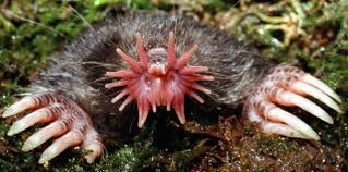 Brain mole 002.jpg